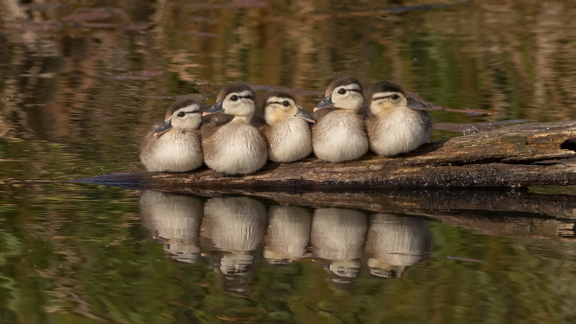 塞内加尔男足在巴黎奥运会比赛中以1-0战胜意大利，塞内加尔足球运动员